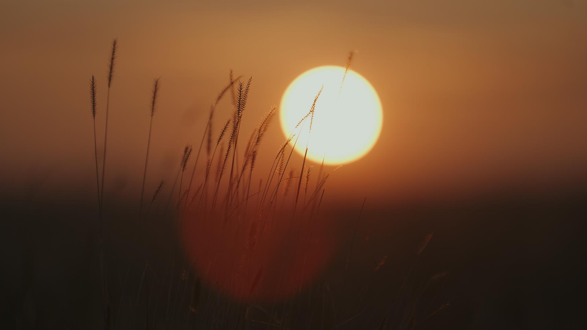 Orange setting sun behind tall grasses