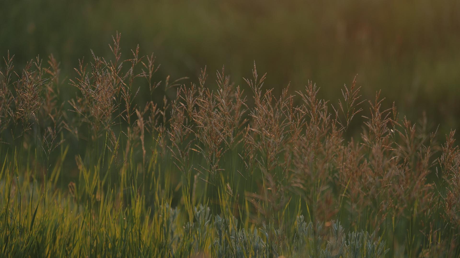 Wild grass heads in a field in soft light