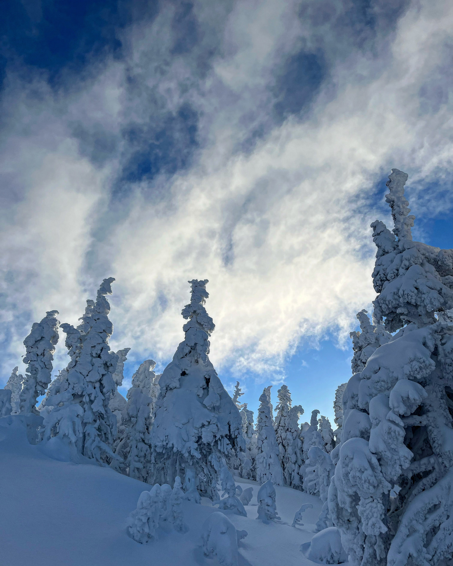 Evergreens furred with snow against a blue sky