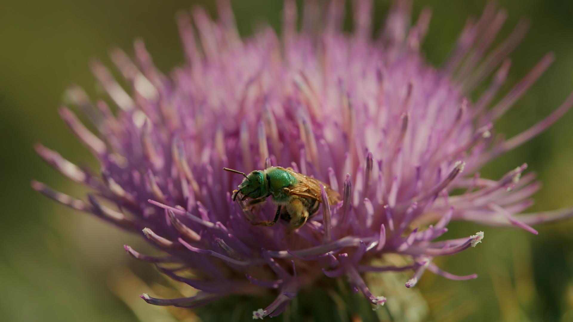 Metallic green bee gathering pollen from a thistle flower