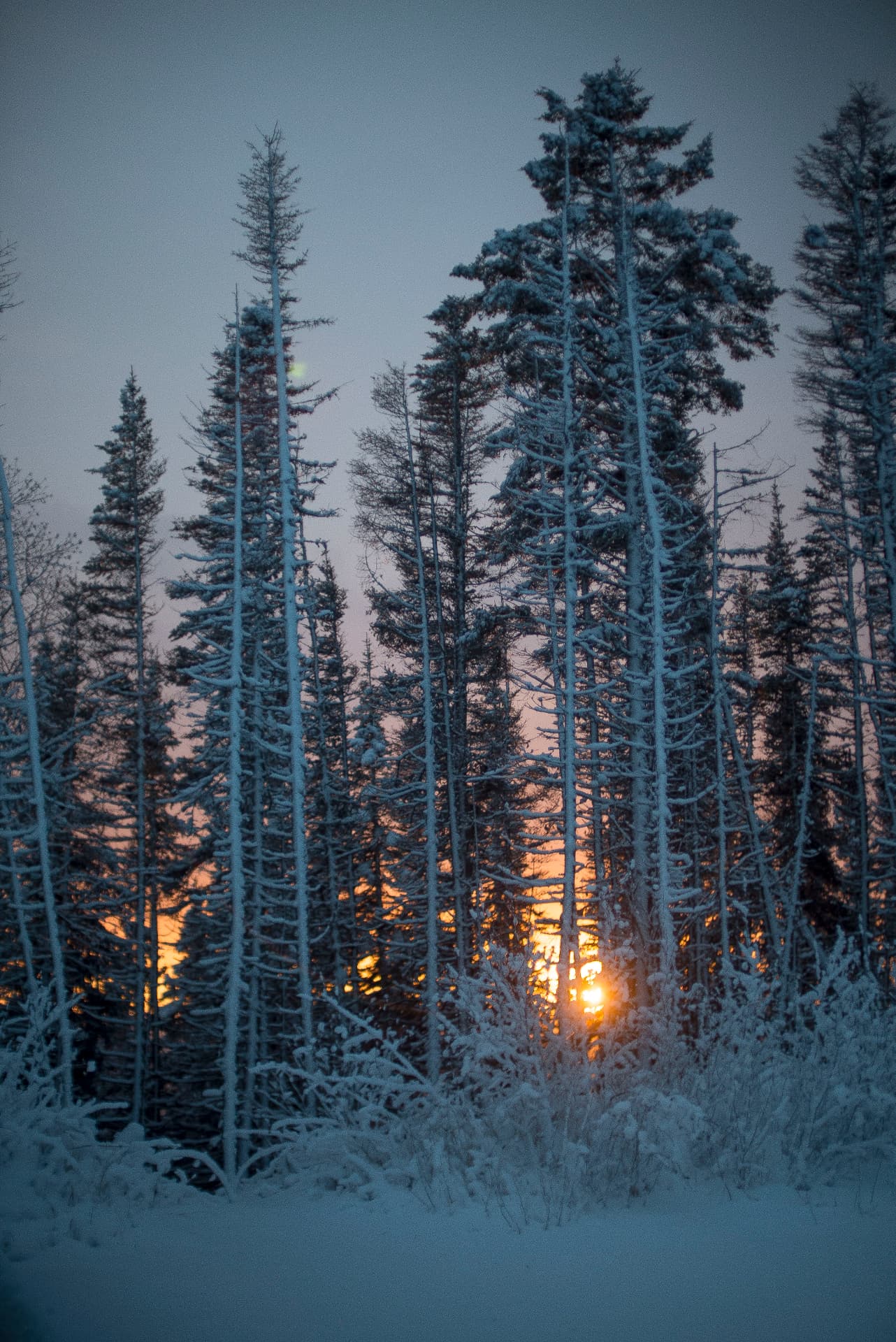 Snow-covered evergreens against an orange winter sunrise
