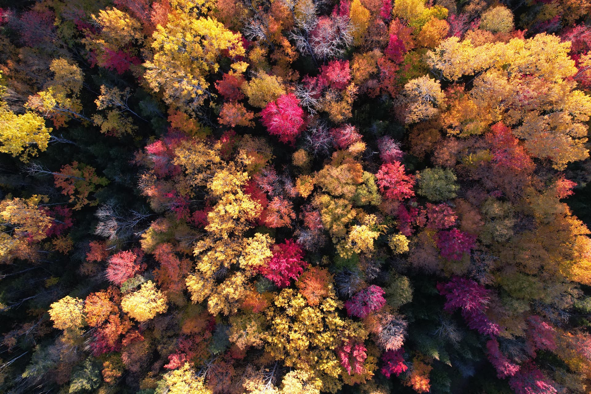 Autumn forest canopy in yellow, orange and red, seen from above
