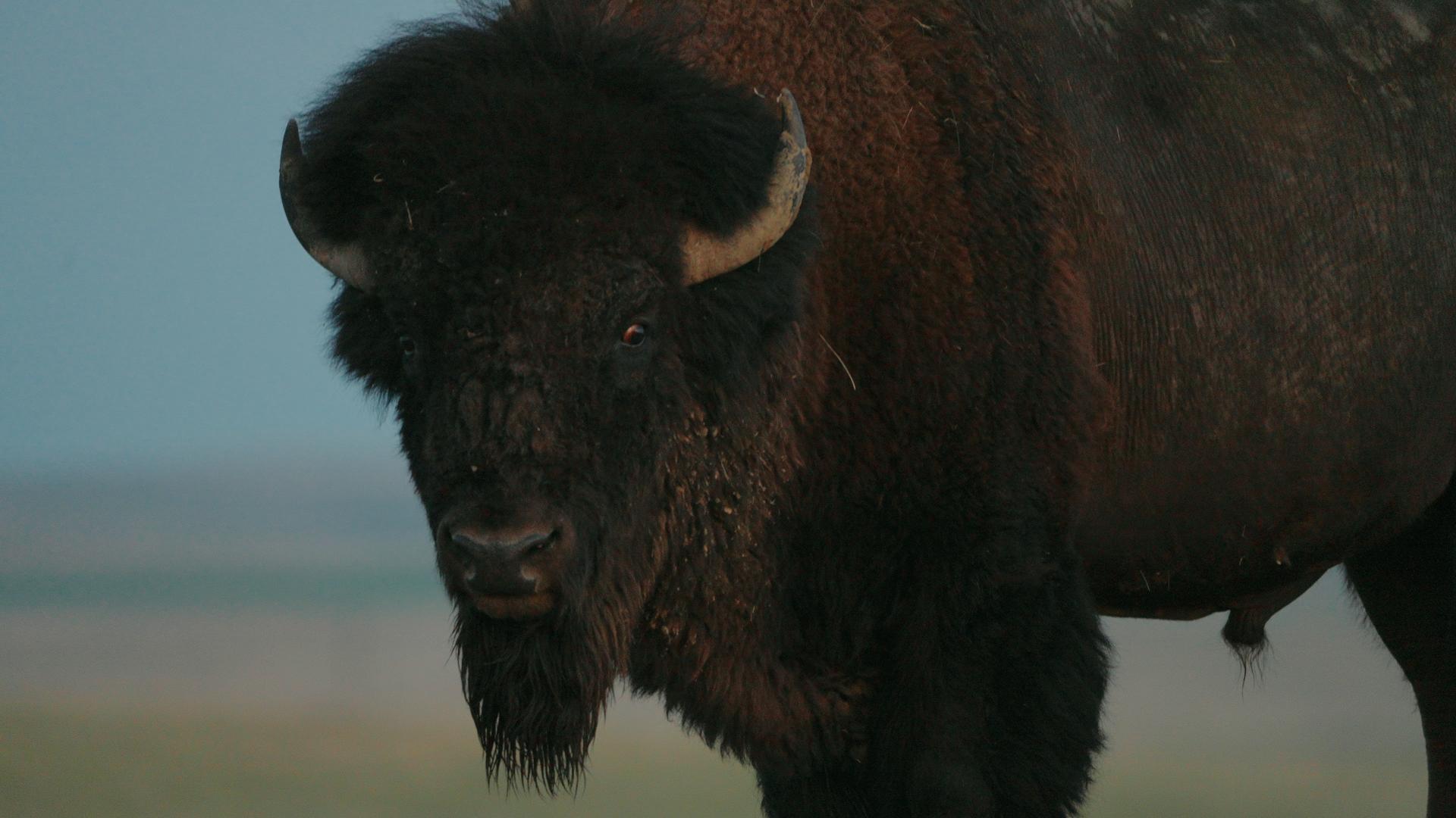 Close portrait of a bison on the plain