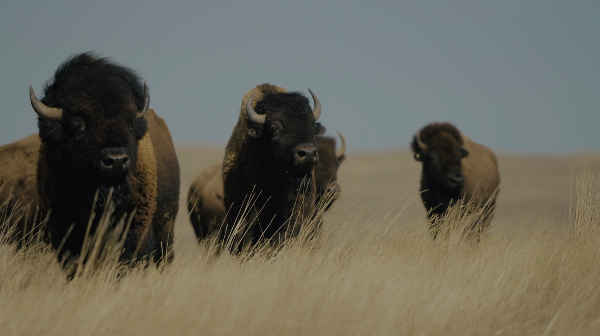 Bison herd in tall prairie grass